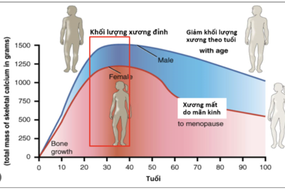 Đánh giá sức khỏe xương đối với trẻ em qua khối lượng xương đỉnh
